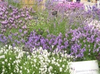 2010-Chelsea-Flower-Show