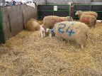 2011-Lambing-Cannington