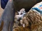 2012-Lambing-Cannington