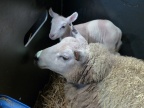 2013-Lambing-Cannington